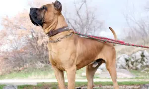 Imponente presa canario con collar de cuero y cadena, paseando con correa roja y verde.