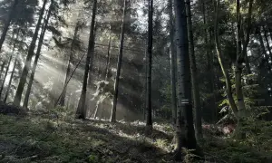 Promienie słońca przebijają się przez gęsty las, oświetlając ścieżkę na Małym Szlaku Beskidzkim.