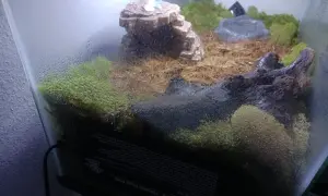 Wilgotne terrarium z mchem i korzeniami. Czy skorpion to pajęczak? Tak, skorpiony to pajęczaki, a to terrarium może być ich domem.