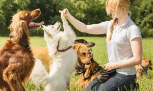 Mujer entrenar a tu perro en un campo verde con varios perros, uno blanco le da la pata.
