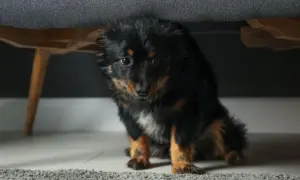 Perro negro y marrón asustado se esconde bajo un sofá. Sus ojos reflejan el miedo, parece que mi perro me tiene miedo.