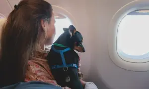 Kobieta z psem w szelkach siedzi przy oknie samolotu. Czy Ryanair przewozi psy? Tak, ten mały podróżnik leci z nią!