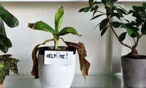 Roślina w doniczce z kartką "HELP ME!" pokazuje, ile wytrzymają kwiaty bez wody. Liście są suche i brązowe.