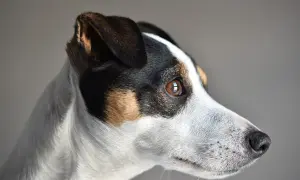 Skuteczne metody, jak wytresować jack russell terrier bez frustracji