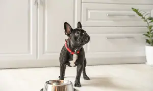 Czarny buldog francuski w czerwonej obroży stoi przy pustej misce, zastanawiając się, czy pies może pić mleko.
