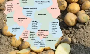 Mapa Polski z odmianami ziemniaków, w tym ziemniaki Riviera w województwie łódzkim i lubelskim.