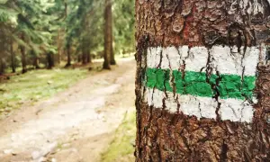 Znak szlaku turystycznego (biało-zielony) namalowany na korze drzewa w lesie.