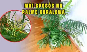 Jak kwitnie palma: sekrety kwitnienia i pielęgnacji różnych gatunków