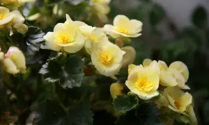 En grupp ljusgula begoniablommor med mörkgröna blad. Olika blommor sorter kan ge en vacker färgklick i trädgården.