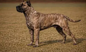 Ein kräftiger Dogo Canario mit gestromtem Fell steht auf einer Wiese.