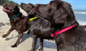 Trzy mokre labradory na plaży, każdy w kolorowej obroży. Jeden z nich ma obrożę dla labradora w kolorze fuksji.