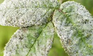 Gröna blad täckta av ett pudrigt, vitt lager som ser ut som vitt i jorden. En svampsjukdom har drabbat växten.