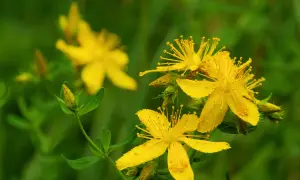 Gelbe Johanniskrautblüten im Fokus. Die richtige Johanniskraut Dosierung ist wichtig für die Wirkung.