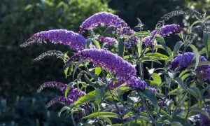 Lila Blütenrispen des Sommerflieders im Gegenlicht. Ein Rückschnitt im Frühjahr fördert üppigen Wuchs und reiche Blüte.