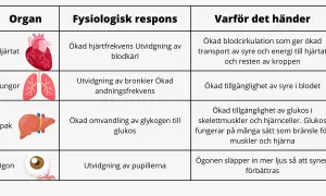 Tabell som visar kroppens fysiologiska respons vid stress: hjärtat pumpar snabbare, lungorna vidgas, levern frigör glukos och ögonen vidgas för bättre syn.