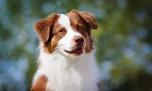 Ein wunderschöner Collie Australian Shepherd Mix mit braun-weißer Fellzeichnung blickt neugierig in die Ferne.