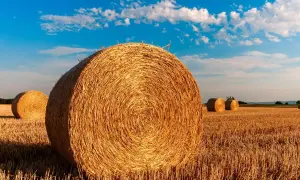 Złote baloty siana na polu pod błękitnym niebem. Zastanawiasz się, ile waży balot siana?