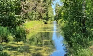 Ein schmaler, von üppiger Vegetation gesäumter Wasserlauf im Spandauer Forst. Das Wasser ist von Algen bedeckt, die grünen Ufer sind dicht bewachsen.