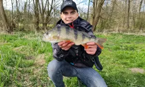 Szczęśliwy wędkarz prezentuje okonia. Czy to jest ten, który waży około 30 cm?