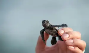 Mały żółwik w dłoni na tle jasnego nieba.
