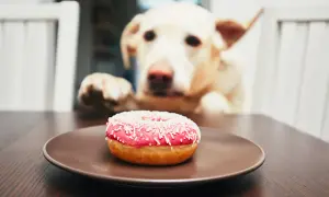 Labrador z zaciekawieniem patrzy na pączka. Czy pies może jeść słonecznik? Nie, ale ten pączek wygląda kusząco!