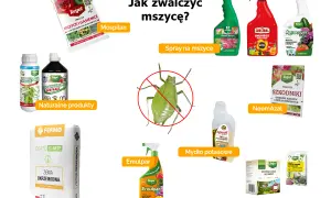 Domowe sposoby na mszyce: Mospilan, naturalne produkty, ziemia okrzemkowa, spraye, NeemAzal, mydło potasowe, taśmy lepowe.