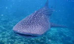 Ein Walhai schwimmt majestätisch durch das klare blaue Wasser der Malediven. Seine Haut ist mit einem einzigartigen Muster aus weißen Punkten bedeckt, das ihn unverwechselbar macht. Diese sanften Riesen sind ein beeindruckender Anblick für Taucher und ...