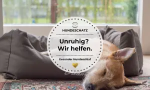 Ein Hund kommt in fremder Umgebung nicht zur Ruhe, liegt aber nun entspannt auf seinem Hundebett. "Unruhig? Wir helfen.