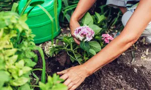 Hände pflanzen eine Hortensie in die Erde. Eine grüne Gießkanne steht bereit.