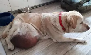 Labrador z widocznym, dużym, twardym guzem u nasady ogona. Pies leży na podłodze, ubrany w czerwoną obrożę.