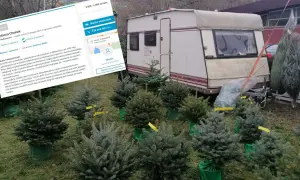 Ile można zarobić na sprzedaży choinek? Sprawdź, co wpływa na zyski