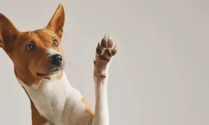 Ein Hund hebt eine Pfote, als ob er Hilfe bei seinen wunden Pfoten sucht.