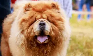 Puszysty chow chow z fioletowym językiem wystawionym na zewnątrz, wygląda jak pluszowa zabawka.
