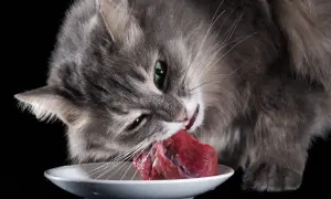 Gato gris comiendo carne cruda de un plato blanco, disfrutando de su dieta barf gatos.