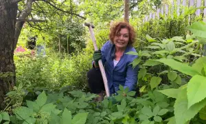 Frau im Garten mit Schaufel, um Giersch zu erkennen. Giersch ist ein hartnäckiges Kraut, das man im Auge behalten muss.