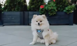 Uroczy pomeranian w szarych szelkach z niebieskim logo siedzi na chodniku.