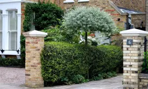 Ein Pyrus salicifolia Baum mit silbrigem Laub steht hinter einer dichten Hecke. Ziegelpfeiler flankieren den Weg.