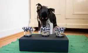 Hund schnüffelt an Gläsern, die als hundespielzeug selber machen dienen.