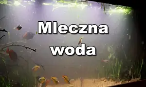 Mętna woda w akwarium, gdzie pływają ryby i widoczne są pierwotniaki.