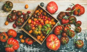 Varietà di pomodori, dai grandi ai ciliegino, in una cassetta e sparsi. Chi dice che i pomodori fanno ingrassare?