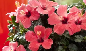 Piękny hibiskus domowy w odcieniach koralu, z ciemnym środkiem i żółtymi pręcikami.