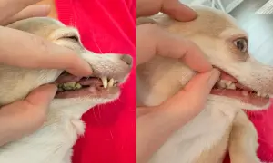 Side-by-side comparison showing a chihuahua's teeth before and after dog teeth cleaning. The left shows significant plaque, while the right shows cleaner teeth.