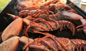 Une grande quantité de homard pas cuit est posée sur un plateau, dégageant une légère vapeur.