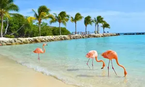 Trzy flamingi spacerują po płytkiej, turkusowej wodzie na plaży. Idealne miejsce na aruba wakacje.