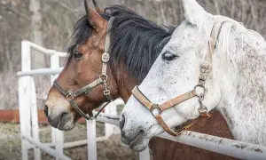 Ile kosztuje weterynarz dla konia? Zaskakujące wydatki na opiekę