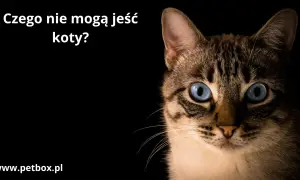 Pistacje dla kota? Zdecydowanie nie! Oto 4 powody, by ich unikać