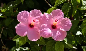 Hibiskus ogrodowy: Przesadzanie bez szoku. Poradnik krok po kroku