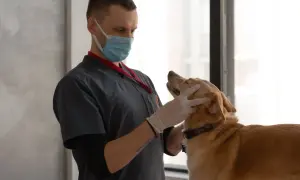 Weterynarz w masce i rękawiczkach delikatnie bada psa. To pokazuje, czym zajmuje się weterynarz: troską o zdrowie zwierząt.