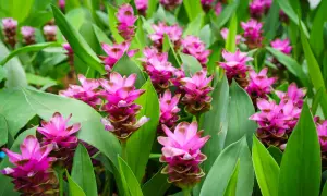 Ein Feld voller leuchtend pinker Blüten der Kurkuma-Pflanze, umgeben von großen, grünen Blättern.