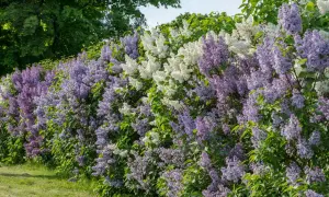 Eine üppige **Fliederhecke** blüht in zarten Lila- und Weißtönen vor grünem Gras und Bäumen.
